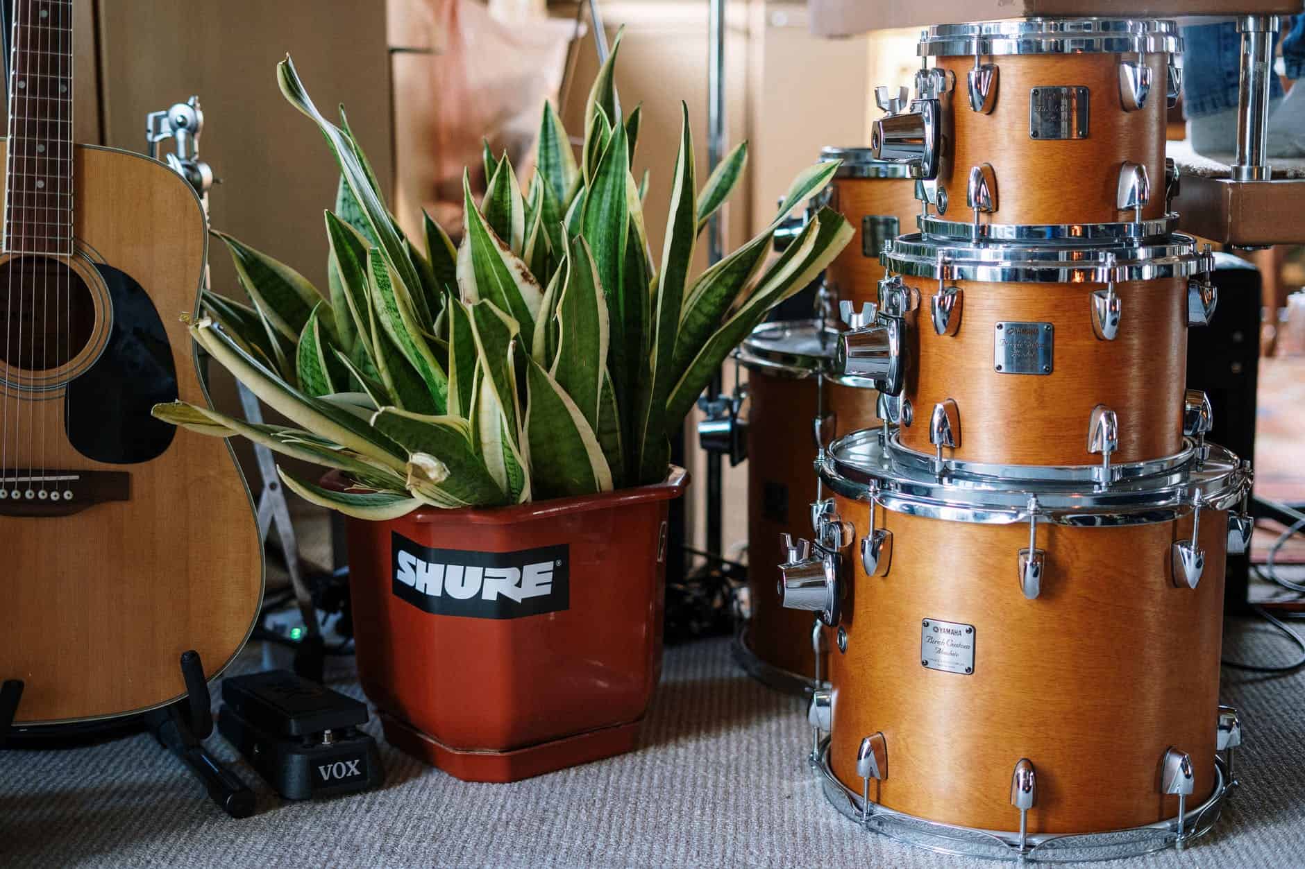 green plant on orange and silver drum